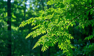 A股綠色周報｜11家上市公司暴露環(huán)境風(fēng)險 正邦科技控股公司被罰100萬元