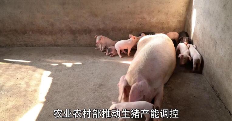 生猪出栏体重受限， 供应减少能支撑价格上涨吗？