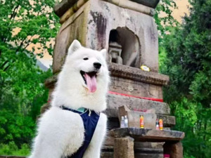 宠物健身房能水疗、按摩；猫狗“幼儿园”每天学费一两百元 这些新业态赚钱了吗？｜聚焦宠物经济③