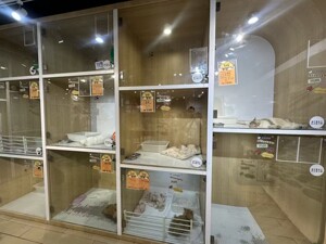 金店退租，商场欲引入宠物摄影店  一只猫卖5万8，毛孩子成了商场新流量密码？丨宠物经济④