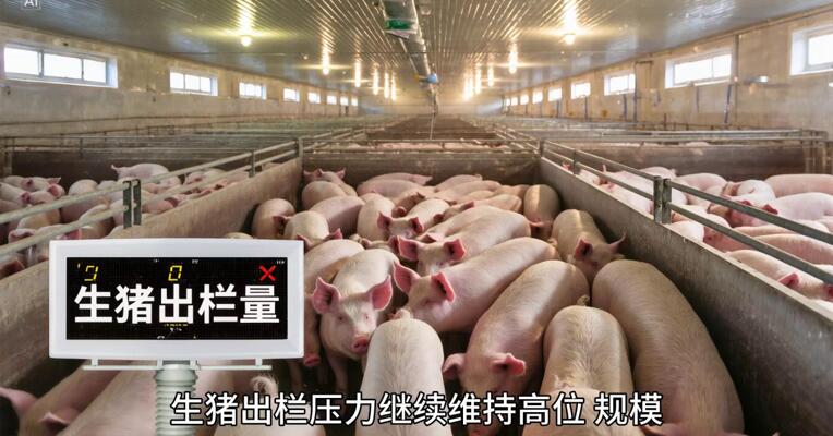 生猪价格创上市以来新低 短期走势仍然偏弱？