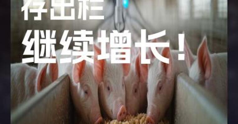 生猪存出栏继续增长！#生猪 #期货开户 #银河期货