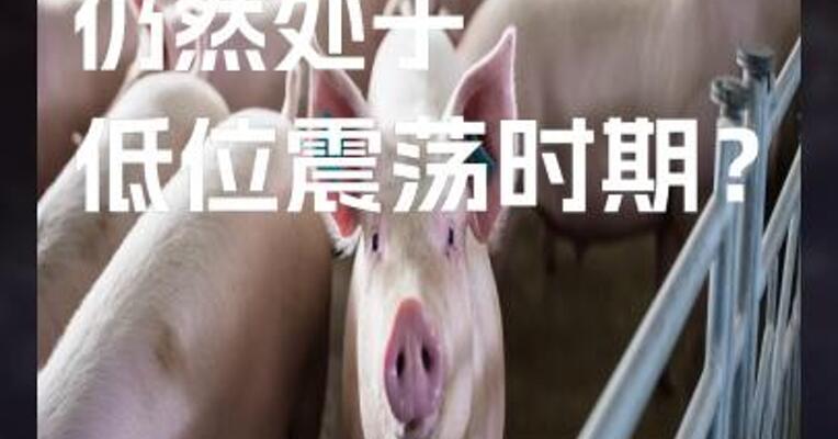 生猪期货仍然处于低位震荡时期？ #生猪  #银河期货 #期货开户
