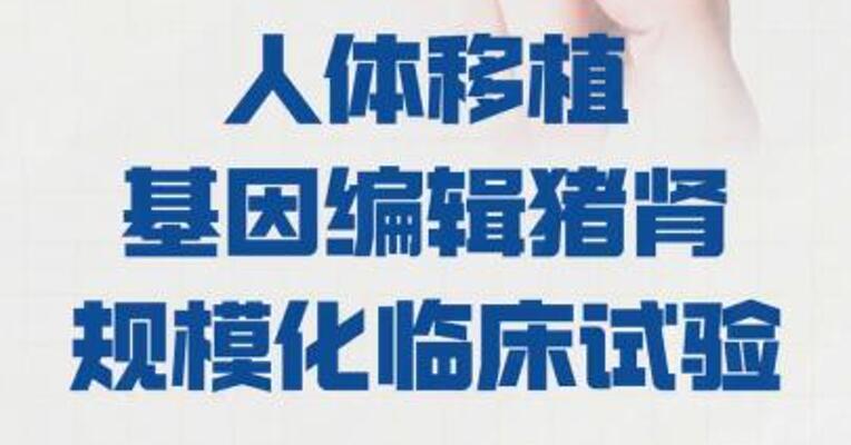 美国启动 人体移植基因编辑猪肾 规模化临床试验
