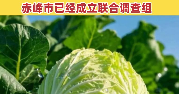 被造谣“免费采摘” 内蒙古菜农白菜遭哄抢 总损失近百万元 赤峰市已成立联合调查组