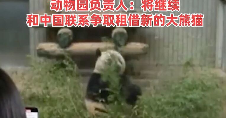 日本明年可能陷入无大熊猫境地，日本民众十分不舍中国大熊猫