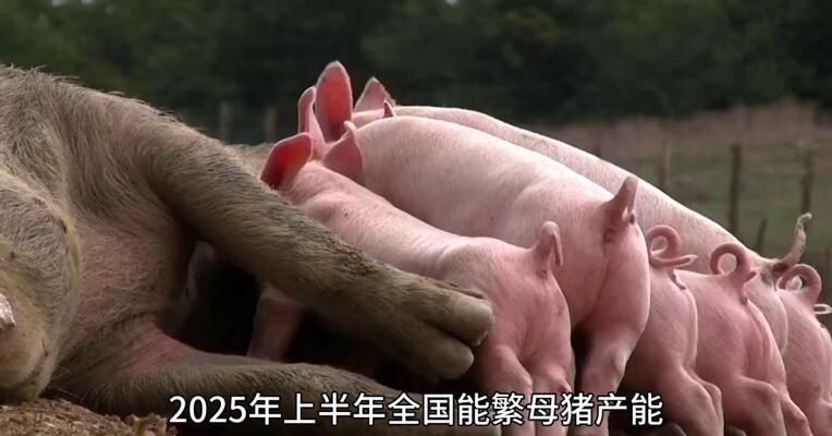 能繁母猪存栏量 基本趋于稳定？