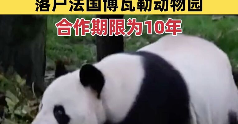 法国要去新大熊猫了！新一对大熊猫计划于2027年落户法国博瓦勒动物园，合作期限为10年