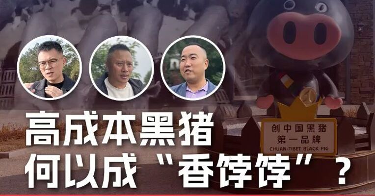 “高成本”的本土黑猪为何成香饽饽？记者实探：养猪不能光看成本，还要看需求