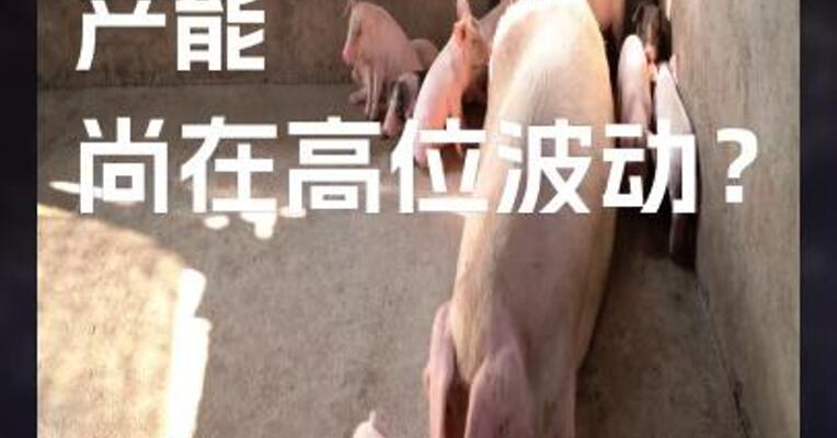 能繁母猪 产能 尚在高位波动？