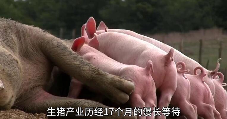 生猪迎来 决定性时刻？