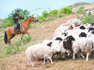 甘肃羊肉发成都要在南京“打一头” 诡异快递路线背后，枢纽城市之争暗流涌动