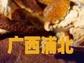 广西浦北通报“速成工艺陈皮”