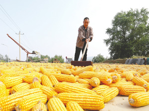 背靠泰国富豪家族的正大种业闯关A股：业务受限失去第一大客户，去年收入和归母净利润双双下滑