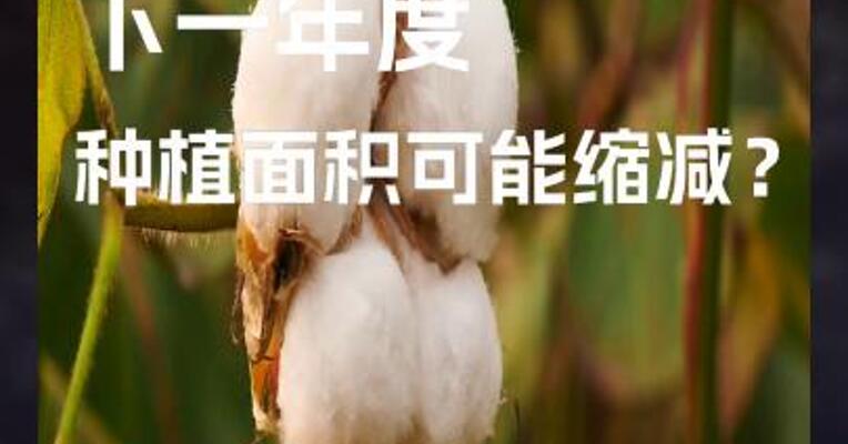 新疆棉 下一年度 种植面积可能缩减？