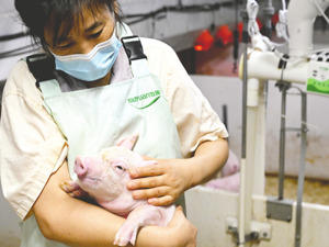 政策、市场促进产能加速去化 生猪行业2026年新周期起点可期