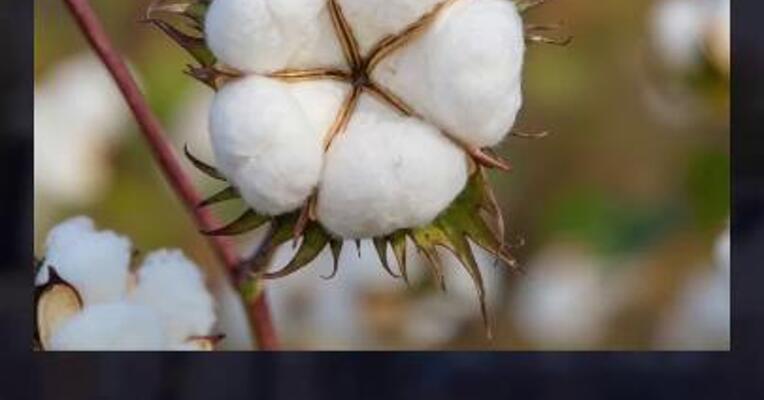 棉花供给 面临收缩预期？