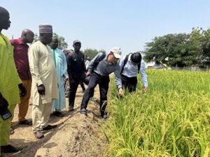 11年破三关：一粒中国稻种如何在尼日利亚“生根”