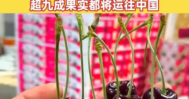 多地车厘子价格下跌，二三十元一斤，市民直呼“真香”！智利水果协会樱桃委员会：超九成果实都将运往中国