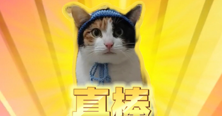 听力不详，察言观色很强！“萝卜纸巾猫”为何突然爆火？“察言观色”的我们，渴望“真棒”的肯定