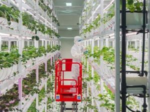 绿色消费革命 | 实探相当于7层楼的全球最高“植物工厂”：育种加速器核心源头竟藏在这座城市