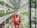 绿色消费革命 | 实探相当于7层楼的全球最高“植物工厂”：育种加速器核心源头竟藏在这座城市