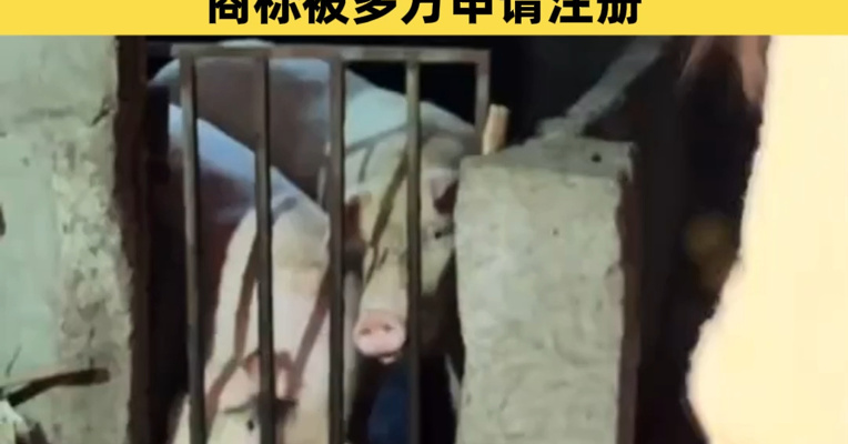 重庆合川“摇人按猪”女孩粉丝破190万！60秒以上视频广告报价2400元，商标被多方申请注册