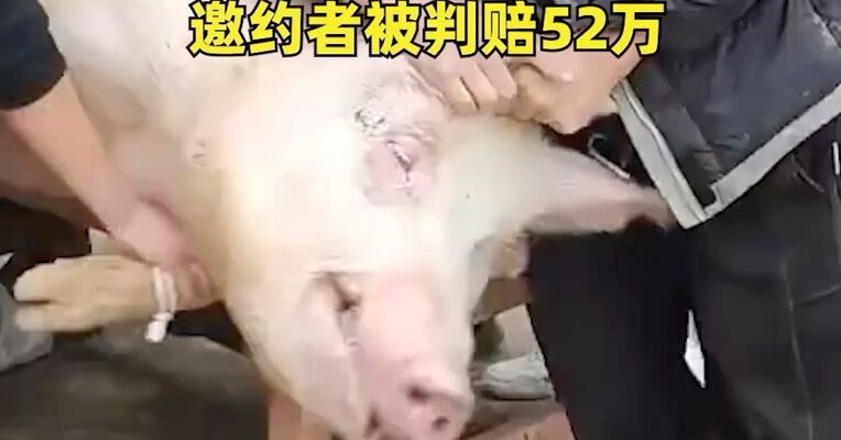 注意！杀年猪有风险，男子受邀帮忙按年猪反被猪踢伤致截瘫！邀约者被判赔52万