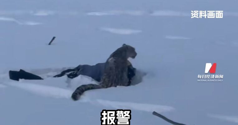 官方通报新疆景区雪豹伤人 伤情平稳 相关区域已加大安全防护