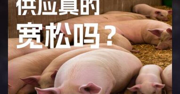 当下生猪 供应真的 宽松吗？