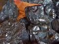 鎢粉一個(gè)月爆漲超40% 稀有金屬為何“狂飆”？