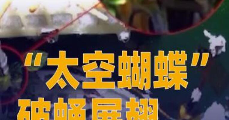 “太空蝴蝶”破蛹展翅 我国太空生物试验取得新进展