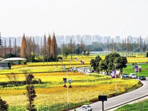 借春季赏花热 成都郫都区发展“花经济”促消费
