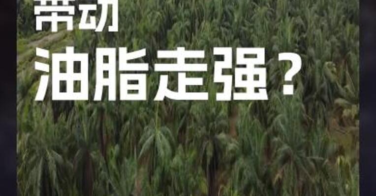 强势原油 带动 油脂走强？