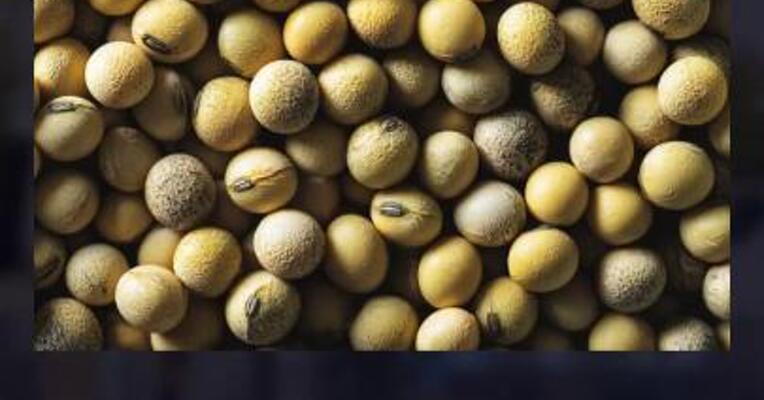 下游补库会支撑 豆粕需求吗？