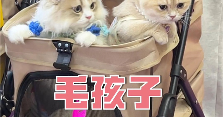带你沉浸式逛深圳宠物展 萌宠浓度100%