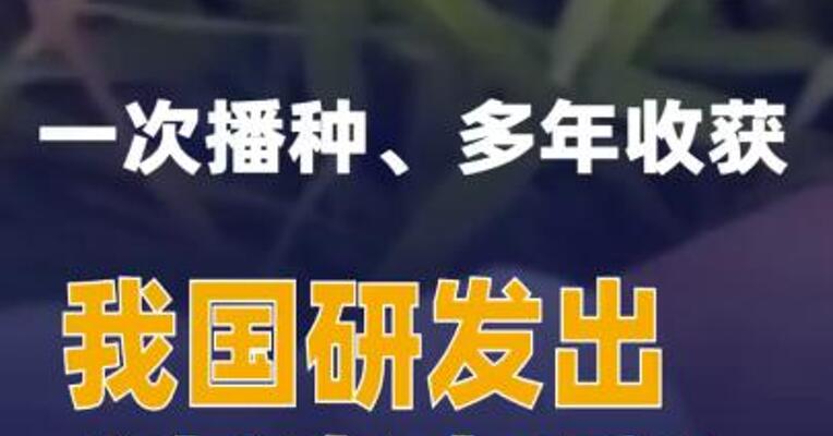 一次播种、多年收获我国研发出“长寿水稻”