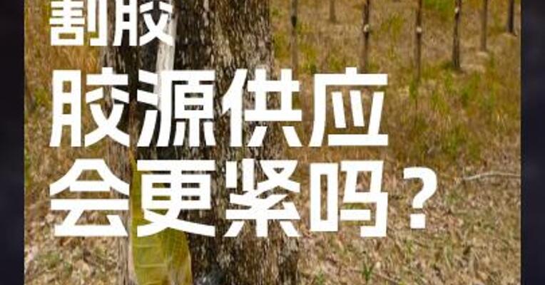 降雨影响 割胶 胶源供应 会更紧吗？