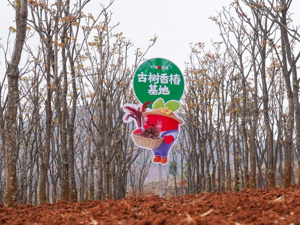 叮咚买菜上线125种春菜，云南香椿古树成山民“致富树”