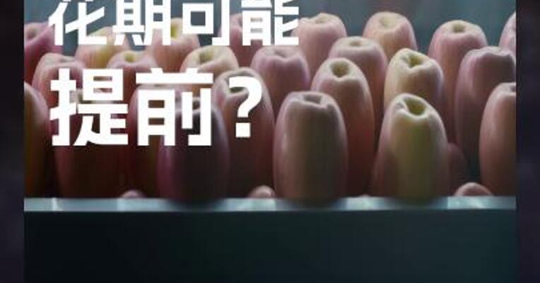 新季苹果 花期可能 提前？