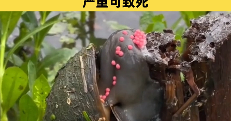 别吃！一只福寿螺寄生虫多达6000条，近期正大量出现，严重可致死