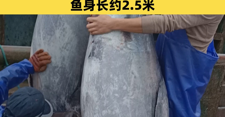 市场零售价每斤已超500元，预估总市值超10万元！浙江渔民捕获2条“巨无霸”金枪鱼，鱼身长约2.5米