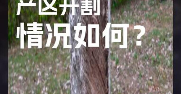 国内橡胶 产区开割 情况如何？
