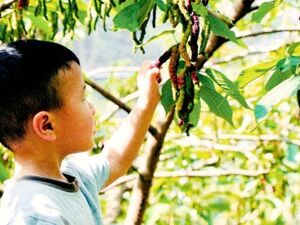 高品质生活｜“五一”假期，这里“葚”好！天府新区这份“桑葚采摘攻略”请收好，照着玩就行！