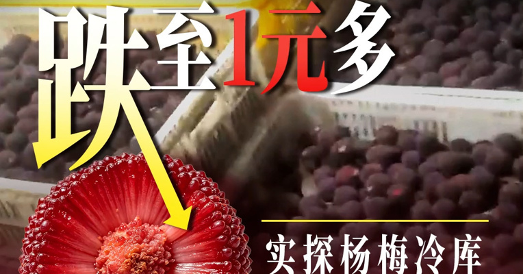 漳州杨梅收购价格跌至1元多！实探杨梅冷库：每日逢车必检