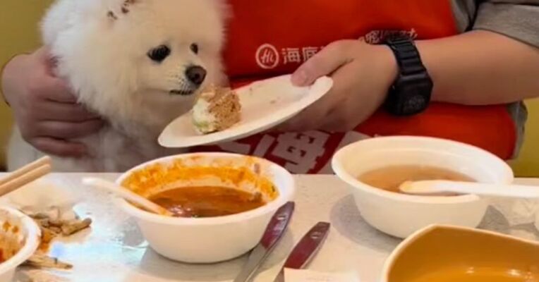 海底捞宣布：停止试点，带狗狗吃火锅，不接待了！“宠物友好”边界在哪？多地已调整