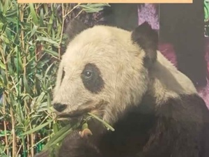 大熊猫“昌昌”的传奇一生丨美丽中国行·探访大熊猫国家公园