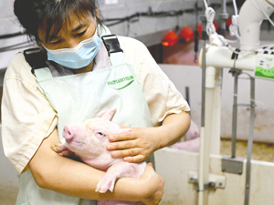 A股生猪养殖企业5月销售观察：部分头部公司销售均价现企稳信号
