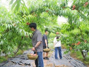 高品质生活｜摘桃子，摘杨梅 初夏果香在天府新区轮番上线