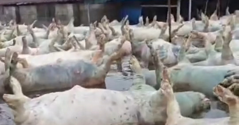 广西宾阳通报“养殖场大量生猪死亡”：积水过深无法通车，死猪一时难以打捞，造成部分死猪在场内漂浮，预计7月11日完成无害化深埋处理